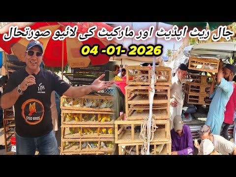 Lalukhet Sunday Birds Jaal Rate Live Update 2026 @SYEDBIRDS