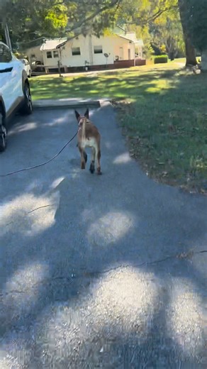 5.6K views · 89 reactions | Another strong performance from K9 Ada — check out some highlights from her latest trail!  #trailing #tracking #k9 #workingdog #dogtraining | Tactical Police K9 Training | Facebook