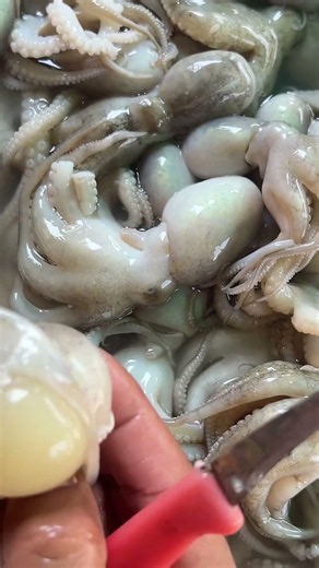 ไข่หมึกสายลูกโตๆ🐙#octopus #seafoodprep #fish #fishing