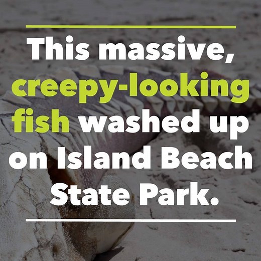 This pre-historic looking creature washed up on a Jersey Shore beach. https://bit.ly/2HT25sp | NJ.com