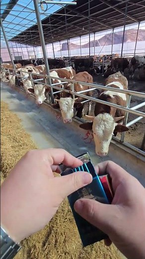 Mastering the Art of Cattle Breeding: Daily Challenges & Techniques