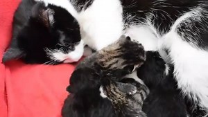 Happy birthday Springrolls! @Purrminators (instagram) | Wonderful Cats