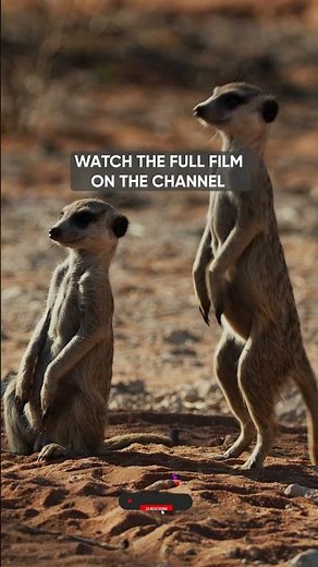 The Moment Everything Changes For These Meerkats #survival #wildlife