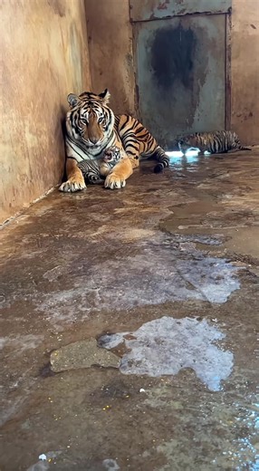 Understanding the Exhaustion of a Tiger Mama