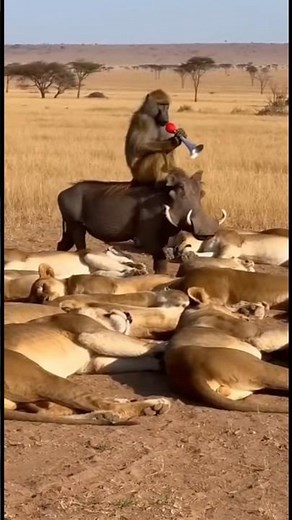 Warthog vs Lion Funny Moments 🦁🐗 #funnyanimals #wildlifecomedy #animalfails #savannamoments