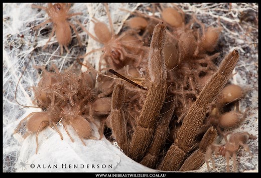 The Semi-social Pygmy Tarantula (Coremiocnemis sp.) - Minibeast Wildlife