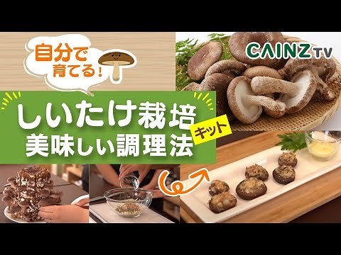 楽しく育てて美味しく食べよう！｜しいたけ栽培キットの使い方&美味しい調理法【カインズDIY】