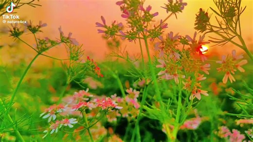 Editor Boss (@editorboss10)’s videos with original sound - Editor Boss