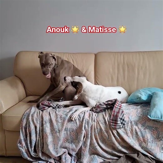 Ora mi arrabbio! I'm getting angry! 🐶