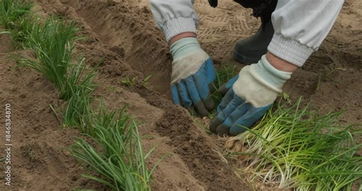 Gardening. In spring, a woman plants purchased flowers in the garden. A woman beautifies her garden by decorating it by planting flowers. Concept woman plants flowers in black soil.