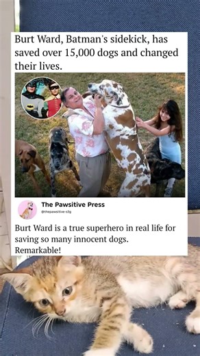 From Boy Wonder to Dog Hero: Burt Ward’s Incredible Mission! 🐾