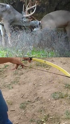 "The Perfect Shot: Deer Hunting with a Bow"#Hunting #Archery #Bowhunting #DeerHunting #Outd