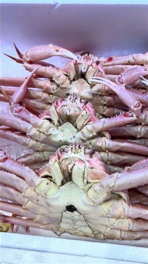 ヤオコー週末、鮮魚コーナー、安売り、するめ、ズワイガニ、イナダ