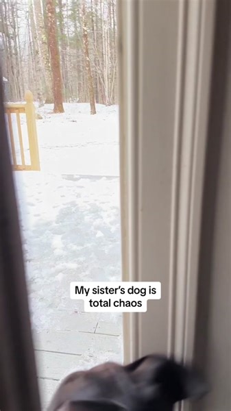 Chaos with Inanimate Objects and a Playful Dog