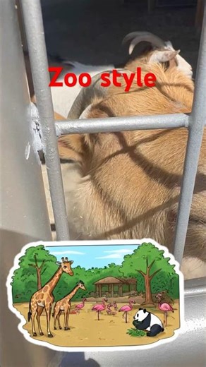 Zoo style