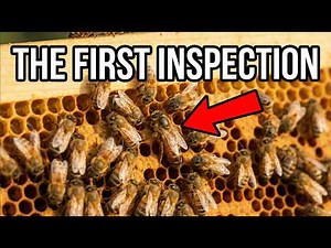 First Beehive Inspection: The Critical Checks You Need to Make