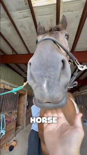 How do horses run so insanely fast? 🏃🐎