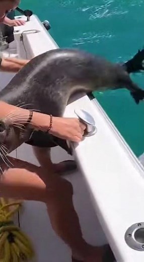 Shark Explodes From Water During Seal Rescue 😱