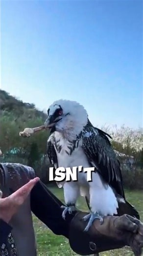 Meet the Bone-Eating Vulture 😱🦴 #sound #viral