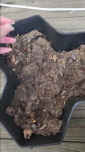 What Happens If You Plant Seeds From a Seedless Watermelon? #garden #gardening #growyourownfood