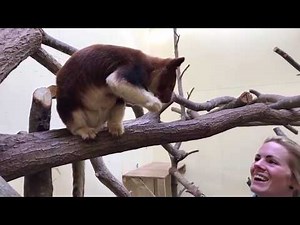 VIRTUAL ZOO DAY LIVE 3: Tree Kangaroo Sangria enjoys breakfast!