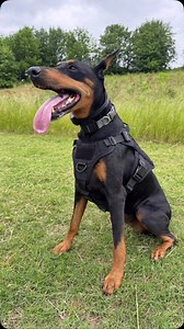68 reactions · 4 comments |  Brooklyn’s rocking her new tactical harness from @rabbitgoopets and we’re loving it!  ✅ Sturdy & secure ✅ Front or back leash clip ✅ Top handle for extra control ✅ Velcro patches for added style  This harness means business — and so does she.  #DobermanApproved #RabbitGoo #TacticalHarness #DogGear #AdventureReady #rabbitgoharness #RGcommunity | DOBERMAN PINSCHER | Facebook