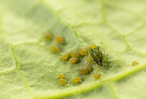 Pulgón del algodón - Biocontrol, daños y ciclo de vida