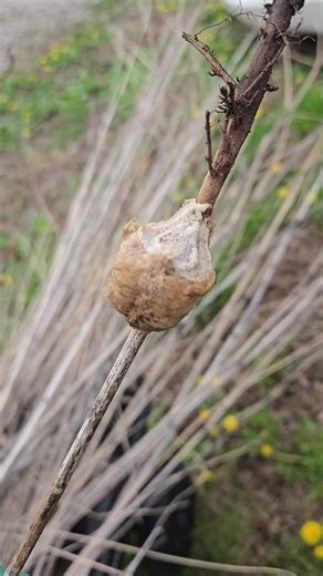 Unveiling the Mystery of the Alien Cocoon