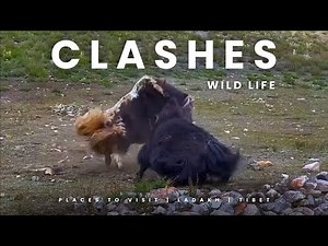 🐮- When Bulls Collide: Massive Yak Fight Caught on Camera- Wild Yak Territory Battle #yakfight #top