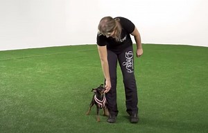 1.8K views · 54 reactions | Teaching your dog to weave between your legs isn’t just a fun game — it’s a great warm-up exercise, too! Check out our FREE warm-up & cool-down guide to find out more ways you can safely get your pup ready for sports, running, agility trials and more ➡️ https://hubs.li/Q01lQ7K60 #dogsports #oneminddogs #dogagility | OneMind Dogs | Facebook