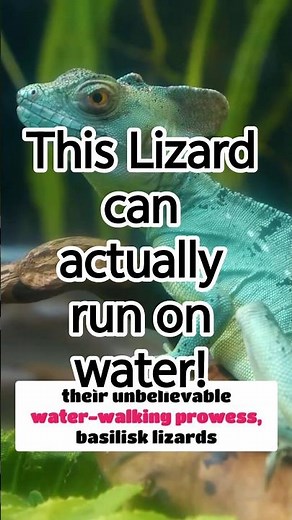 This lizard can actually run on water!