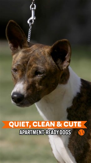 These 10 Apartment Dogs Make City Life Easy 🐶🛋️ | Dogumentary TV