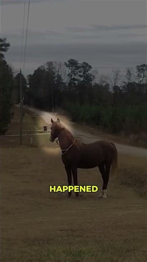 Horse’s shocking reaction when owner did THIS! 🤯💛 #cuteanimals #entertaininganimals #pets