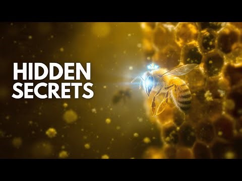 Mysterious Secrets of bees!