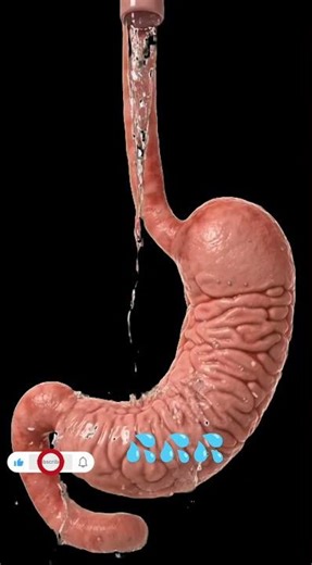 What Happens Inside Your Body When You Drink Fresh Water? | 3D Medical Animation💦