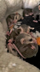 Research shows that watching baby opossums sleep can evoke a sense of calm and joy, as their tiny, vulnerable forms remind us of the simplicity and innocence in nature. This soothing experience can help reduce stress in viewers by providing a moment of mindfulness and connection to the natural world, allowing a brief escape the pressures of daily life. You’re welcome. 💕 | North Texas Wildlife Center