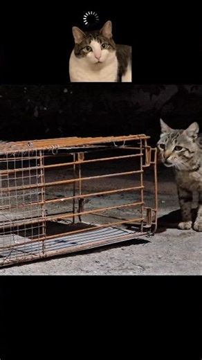 Cat trap #cat #trap