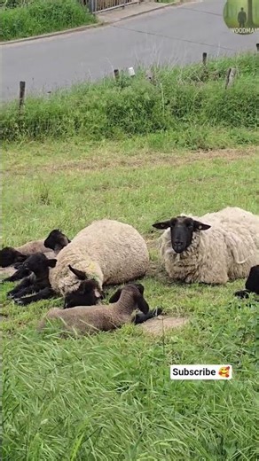 Tiny Lambs Living Their Best Life 🐑🌿 #Shorts