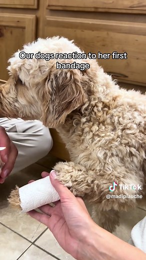Temporary Dog Bandage to Stop Licking — Easy Puppy Fix