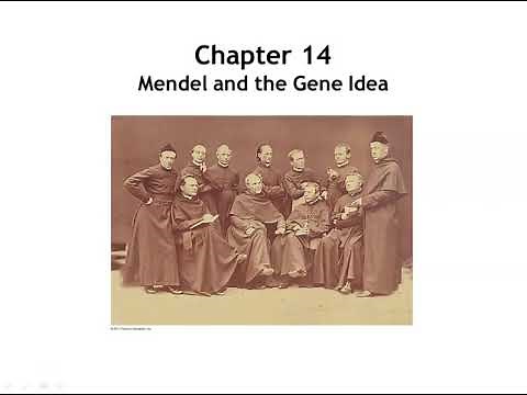 Chapter 14: Mendel and the Gene Idea