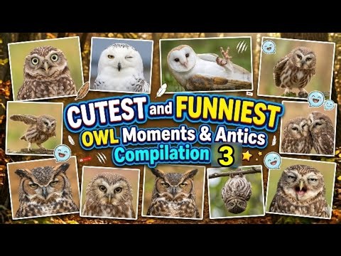 Cutest and Funniest Owl Moments & Antics Compilation [3]