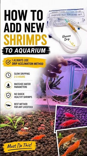 Add shrimp to the Aquarium with Best care tips
