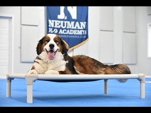 Peanut (Great Pyrenees x Bernese Mountain Dog Mix) Puppy Camp Dog Training Video Demonstration