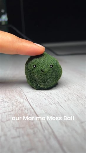 Indian Pet Keeper | Meet the pet that needs no walking, no feeding and can live over 100 years!😳 Marimo are an endangered species in the wild, majorly due to... | Instagram