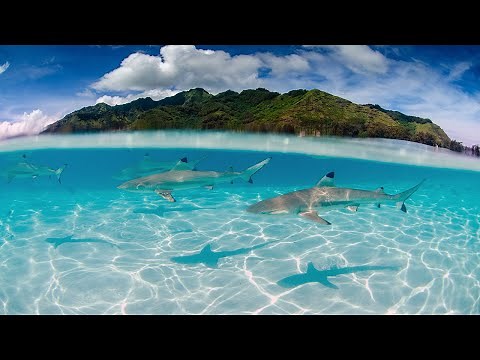 10 HOURS of Stunning 4K Underwater Shark Footage | Ocean sounds to Sleep, Study, and Relax