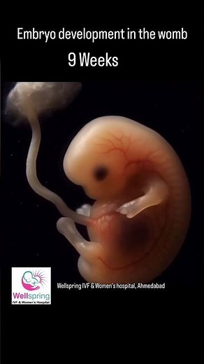 6 to 11 Weeks Embryo Development | Week by Week Pregnancy Growth | IVF Education | Wellspring IVF