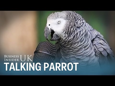 Einstein the parrot can sing and make spaceship noises