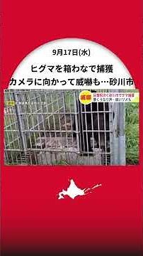 【ヒグマ捕獲】鋭く伸びた爪を柵の隙間から伸ばし…箱わなで体長約2メートル・推定体重約180キロの1頭を捕獲_9月に出没が相次いだクマと別個体か―ヒグマ注意報発令され警戒〈北海道砂川市〉