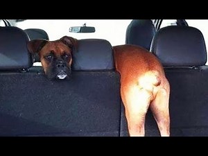 Funniest Animals 🐧 - Best Of The 2020 Funny Animal Videos 😁 - Cutest Animals Ever