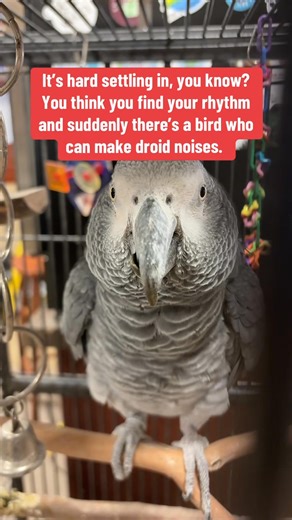 The Real Birds of JRAAR. | J&R Aquatic Animal Rescue